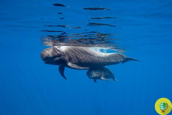 In the Canary Islands, the first European Heritage site for the protection of whales and dolphins