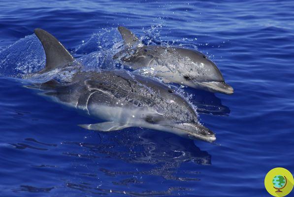 En Canarias, el primer sitio Patrimonio Europeo para la protección de ballenas y delfines