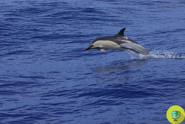 In the Canary Islands, the first European Heritage site for the protection of whales and dolphins