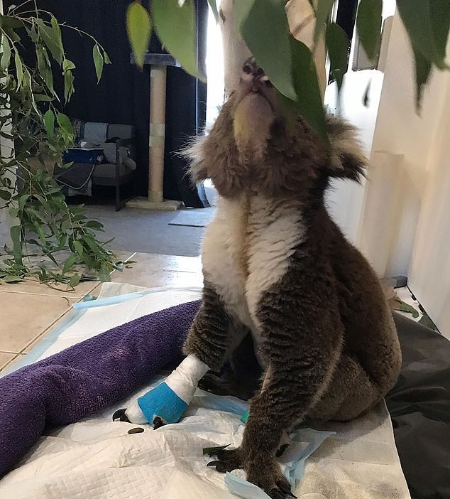 Billy não conseguiu: coala morto com pernas gravemente queimadas salvo de incêndios