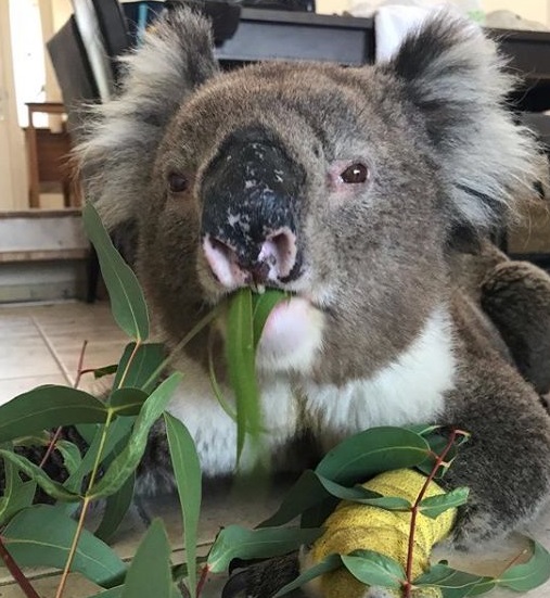 Billy não conseguiu: coala morto com pernas gravemente queimadas salvo de incêndios