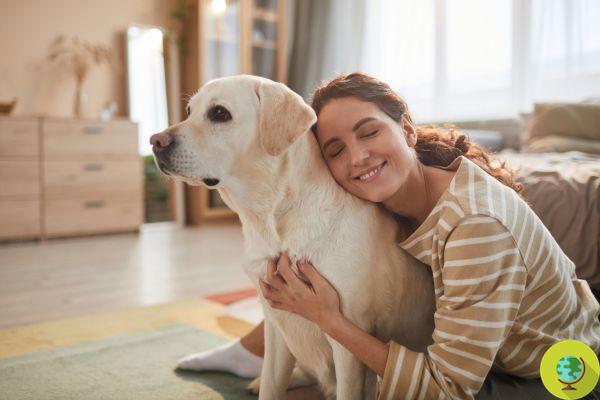 Caresser régulièrement les chiens réduit « significativement » le stress, confirme une nouvelle étude