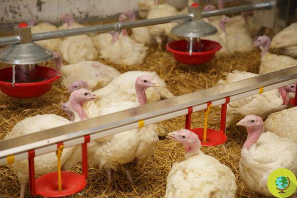 Avian: another suspected outbreak in a turkey farm in the Brescia area