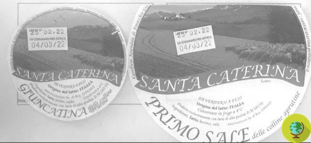 Giuncatina and primosale recalled for microbiological risk: brand and batch