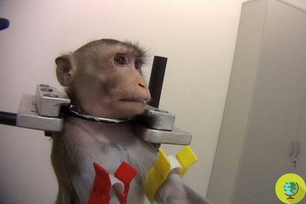 Tests barbares et torture illégale de singes, chiens et chats dans un laboratoire allemand de dépistage de drogue