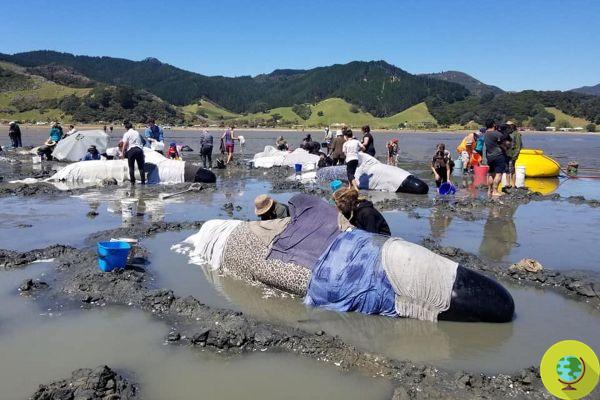 Masacre de cetáceos en Nueva Zelanda: mueren decenas de calderones tras quedar varados