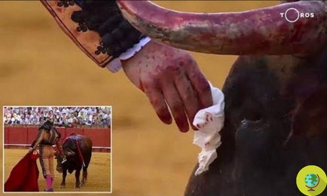 El matador limpia las lágrimas de sangre del toro antes de matarlo