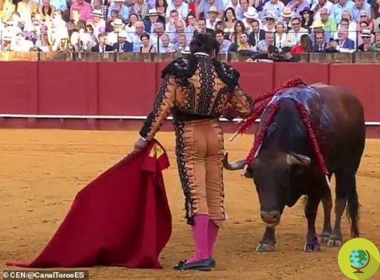 The matador wipes the bull's blood tears before killing it