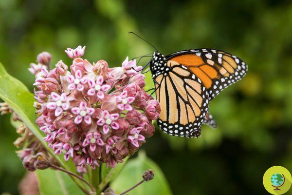 As borboletas estão desaparecendo nos Estados Unidos devido às temperaturas cada vez mais quentes do outono