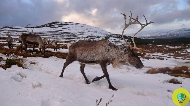 Arctic reindeer slaughter: more than 200 reindeer starved to death due to climate change