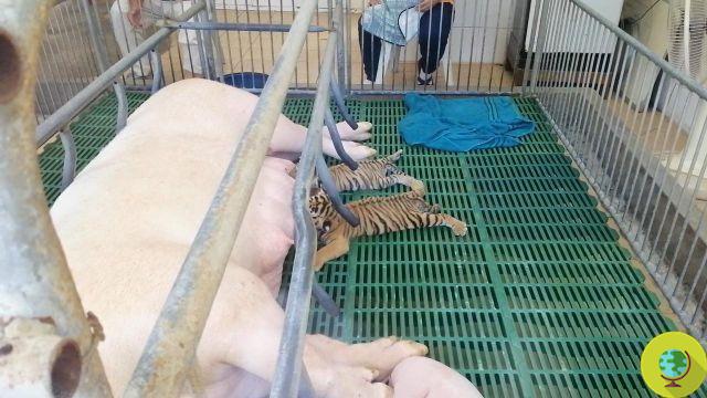 Cerdos vivos arrojados a la jaula del tigre para atraer visitantes al zoológico