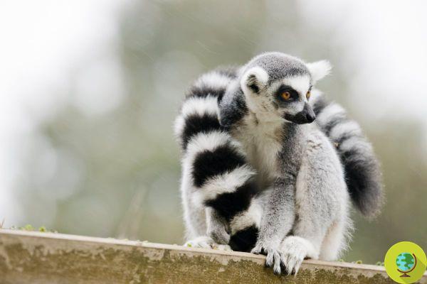 A lemur dies of tuberculosis, a victim of the burgeoning illegal pet trade