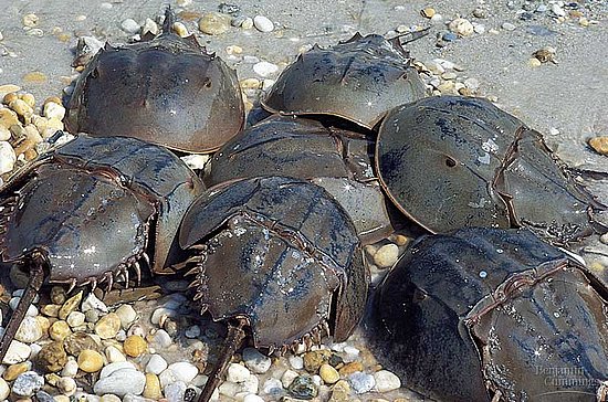 Limulus: the blue blood bloodletting of king crabs for drug safety