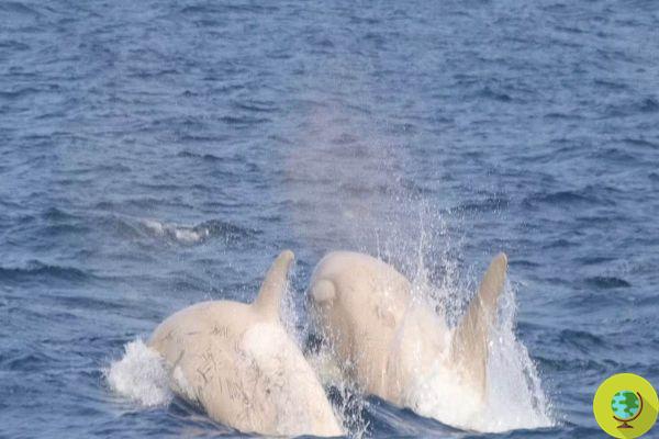 Spot two beautiful and rare white killer whales off the Japanese coast