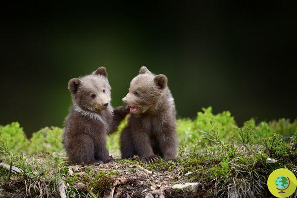 Baby boom of brown bears in the Pyrenees, six new litters are born with 12 babies