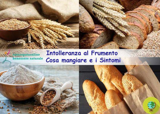 Trigo, gluten e intolerancias: comemos demasiada harina de trigo