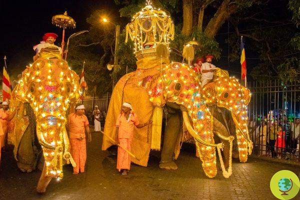 O grito desesperado de dor do elefante: espancado e maltratado para o festival budista