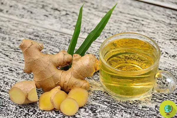 Ginger: origins, legends and “magical” properties attributed to the root