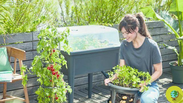 Volet vegetal: here's how to create an urban garden even without a balcony