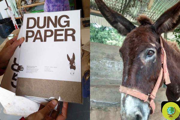 Spanish artisans make sustainable paper with donkey dung