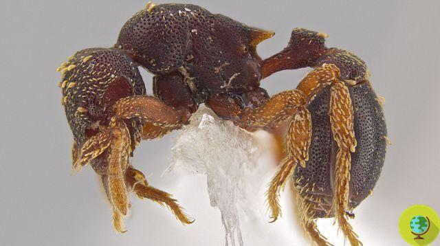 Hormigas: 33 nuevas especies 