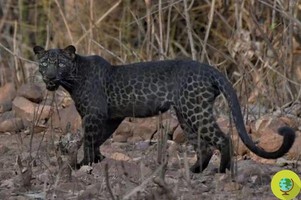 A rare (and wonderful) specimen of black leopard immortalized in India
