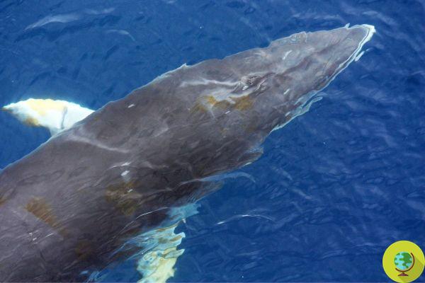 Norway conducts cruel tests on minke whales (despite opposition from many scientists)