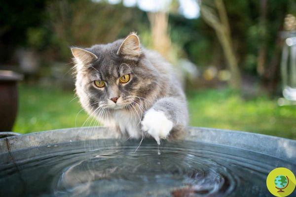 Fantastic cats: the 5 most common myths to dispel