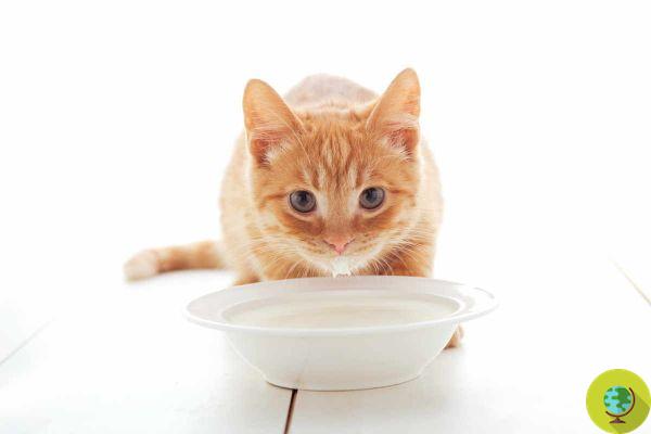 Fantastic cats: the 5 most common myths to dispel