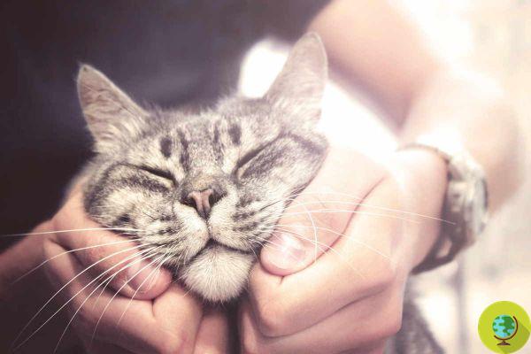 Gatos fantásticos: os 5 mitos mais comuns para dissipar