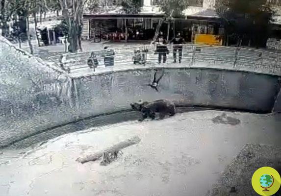 Choque em um zoológico do Uzbequistão: uma mulher joga sua filha de 3 anos no recinto com os ursos