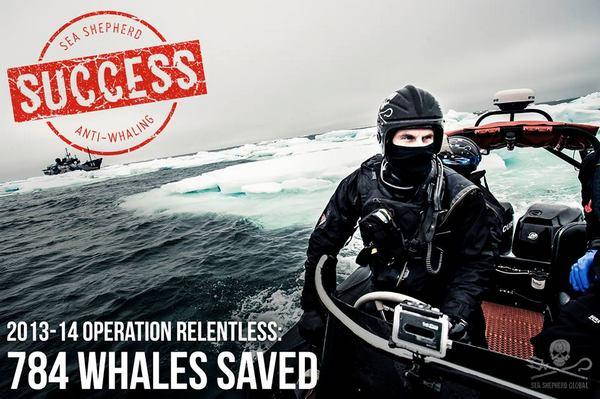 Caza de ballenas: Sea Shepherd intenta detener la matanza en Japón