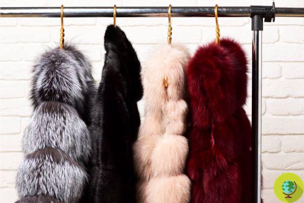 Bottega Veneta, Balenciaga and Saint Laurent become fur free: from 2022 they will no longer use animal furs