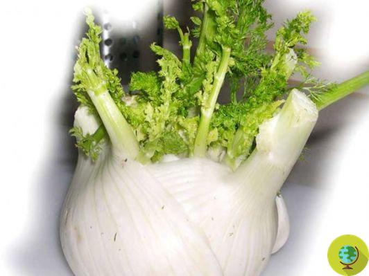 Fennel: uses, properties and how to choose them