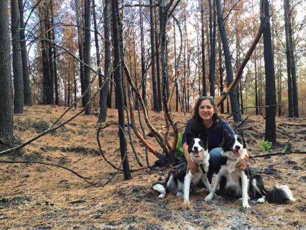 The extraordinary story of the dogs who are reviving the forest ravaged by fires