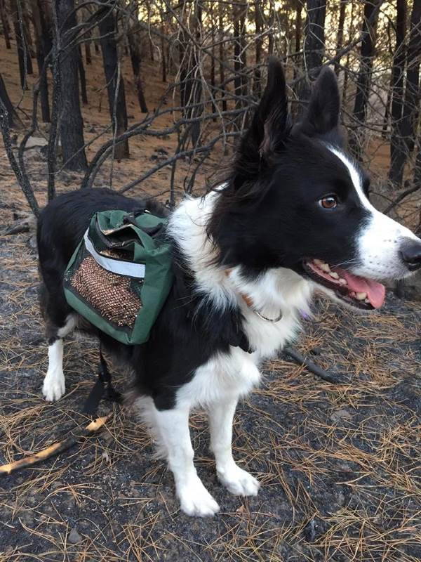 La extraordinaria historia de los perros que están reviviendo el bosque arrasado por los incendios