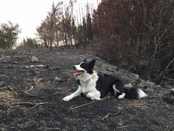 A extraordinária história dos cães que estão revivendo a floresta devastada pelos incêndios