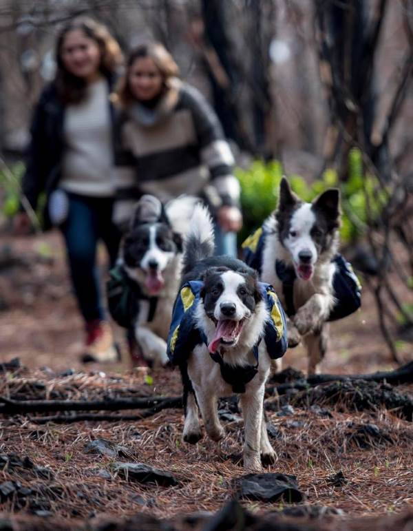 A extraordinária história dos cães que estão revivendo a floresta devastada pelos incêndios
