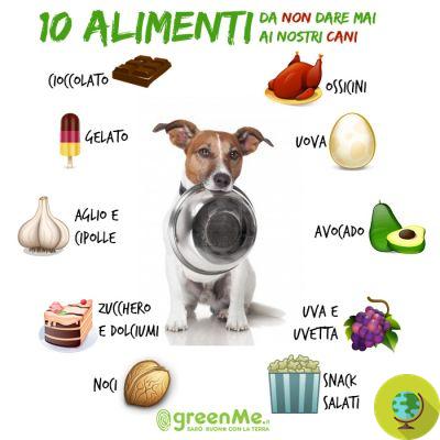 10 alimentos para nunca dar aos nossos cães