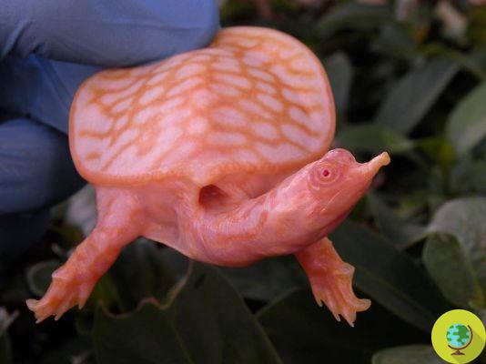 The beautiful albino turtles that look like small and cute fiery dragons (PHOTO)