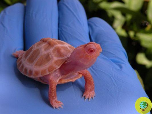 As lindas tartarugas albinas que parecem pequenos e fofos dragões de fogo (FOTO)