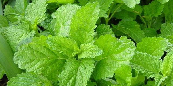 5 aromatic herbs that help you lose weight