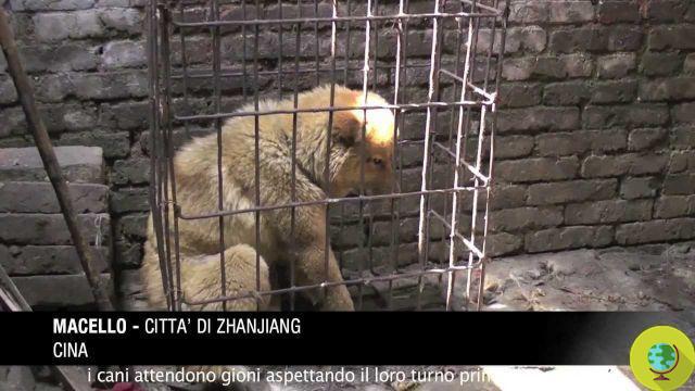 Carne de cachorro: nova investigação chocante da Animal Equality na China (vídeo e fotos)