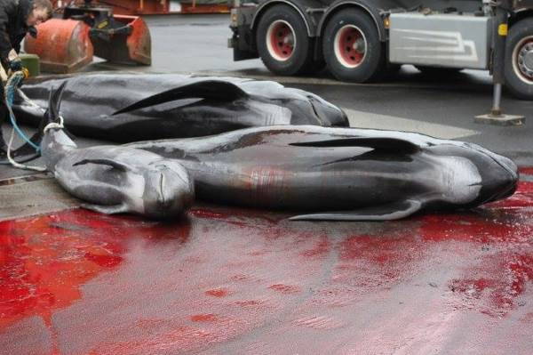 Faroe Islands cetacean massacre: the new investigation that reveals all the horror