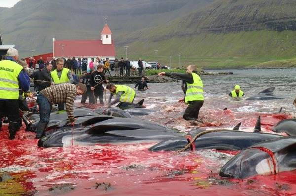 Faroe Islands cetacean massacre: the new investigation that reveals all the horror
