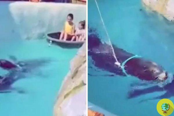 As tristes imagens de leões marinhos no zoológico forçados a rebocar um barco com três filhos