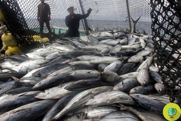 ¿Sabes lo que comes? Greenpeace analiza el ADN de las latas de atún