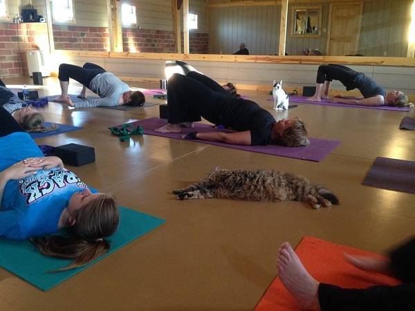 Yoga with cats to encourage adoptions