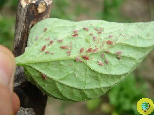 Tomato macerate against aphids and garden parasites
