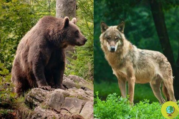 Lobos e ursos não se matam: Ministro Costa do lado dos animais